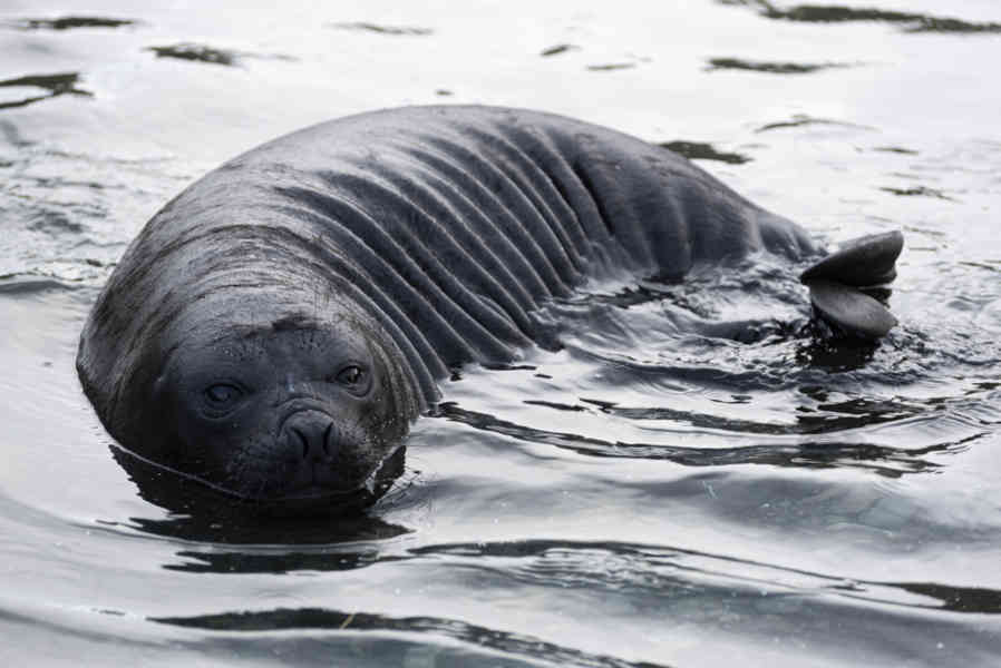 Elefante Marino - islas Georgias del Sur 21.jpg